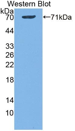 DPP9 Antibody (aa505-862, APC)