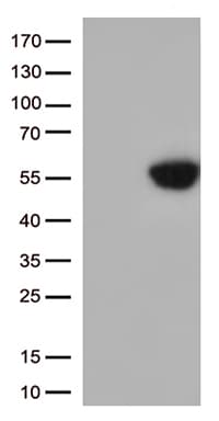 Monoclonal Mouse anti-Human CD274 / B7-H1 / PD-L1 Antibody (clone OTI3F5, WB)