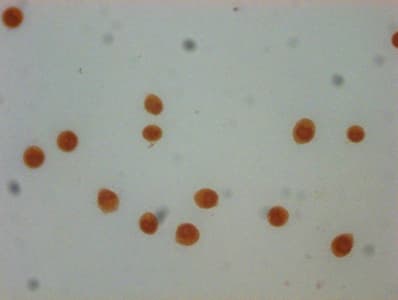 Polyclonal Rabbit anti-Human HIST1H4I Antibody (IF)