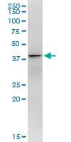 Monoclonal Mouse anti-Human DNALI1 Antibody (clone 2H3, WB)