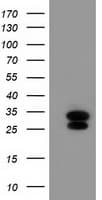 ERAS Antibody (clone OTI3A3)