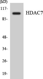 HDAC7 Antibody (aa883-932)