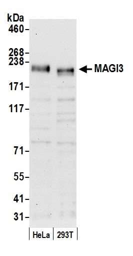 MAGI3 Antibody (aa1425-1475)