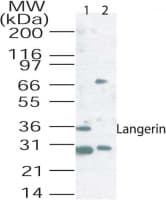 CD207 / Langerin Antibody (aa26-44)