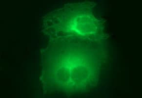 HSD17B4 Antibody (clone OTI1F3)