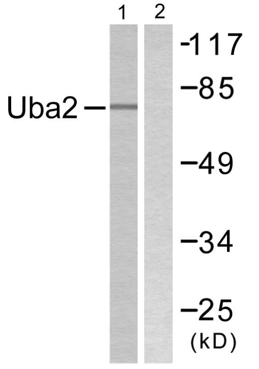 SAE2 / UBA2 Antibody