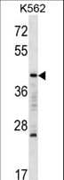 MAFA Antibody (aa286-315)