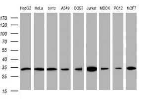 PCNA Antibody (clone OTI2G7)