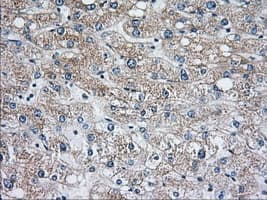PDE4A / PDE4 Antibody (clone OTI7D11)