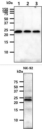 KLRD1 / CD94 Antibody (clone AT13E3)