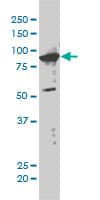 XAB2 Antibody (clone 1D1-1A9)