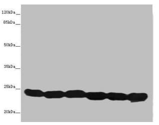 TMED10 / TMP21 Antibody