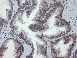 GORAB / SCYL1BP1 Antibody (aa35-394, clone OTI4F11, Carrier-free)