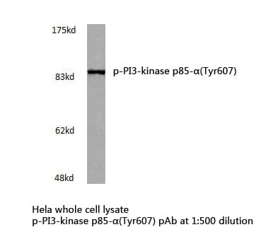 PIK3R1 / p85 Alpha Antibody (phospho-Tyr607)