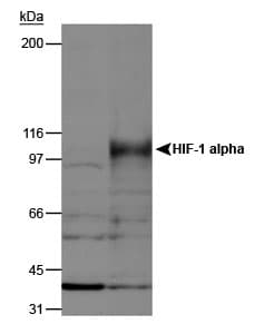 HIF1A / HIF1 Alpha Antibody (DY488)