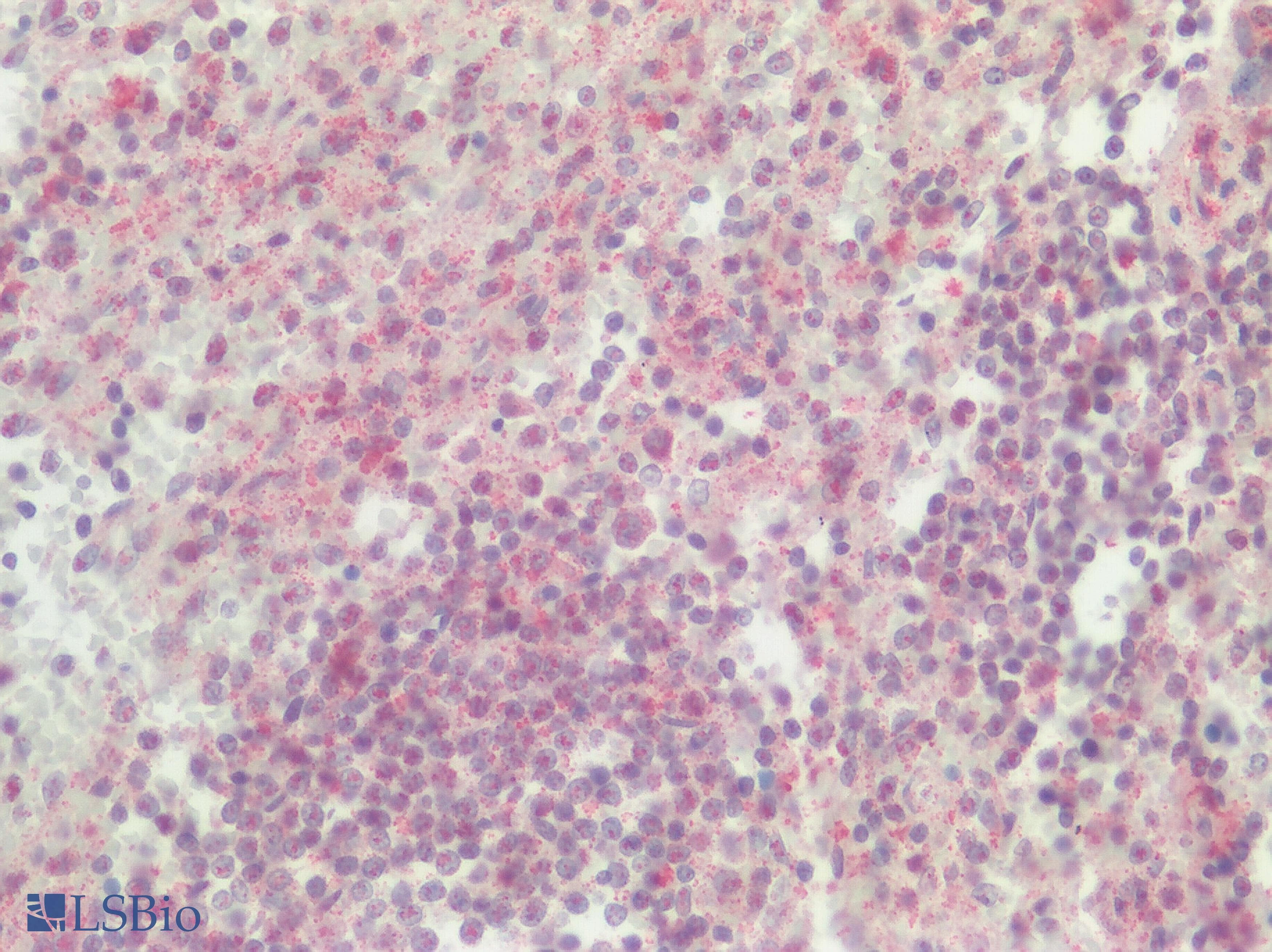 IHC-plus™ SREB / GPR85 Antibody (Extracellular Domain)