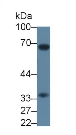 CASP7 / Caspase 7 Antibody