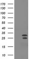 NHEJ1 / XLF Antibody (clone OTI1G7, Carrier-free)
