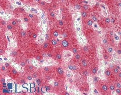 IHC-plus™ ITIH1 Antibody