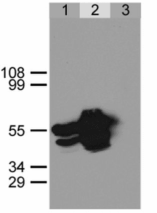 GFP Antibody (clone Polyclonal)
