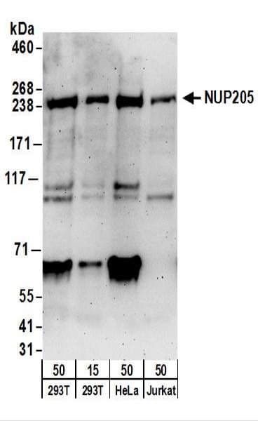 NUP205 Antibody (aa1750-1800)