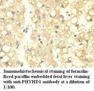 PHYHD1 Antibody (aa33-287)