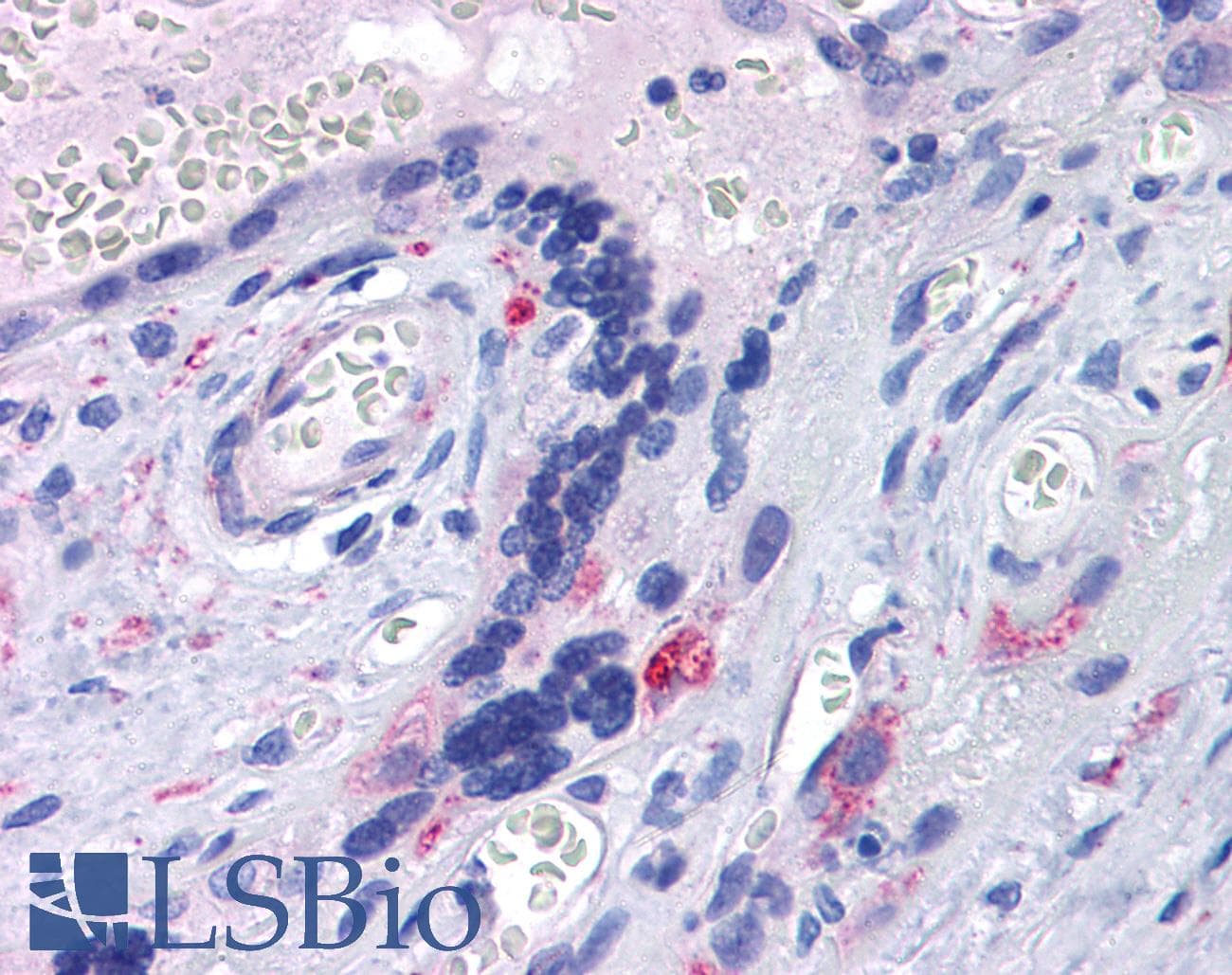IHC-plus™ TLR7 / CD287 Antibody (aa900-950)