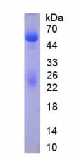 Rabbit IgG Protein (Native)