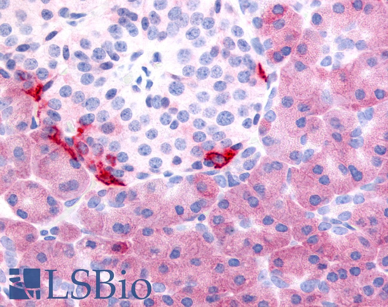 IHC-plus™ Polyclonal Rabbit anti-Human PDE7B Antibody (C-Terminus, IHC)