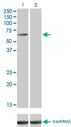 IHC-plus™ CAMKK1 Antibody (clone 1F6)