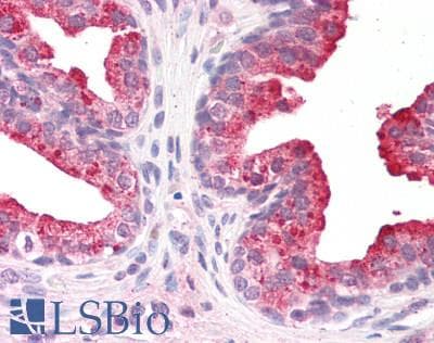 IHC-plus™ AOC1 Antibody