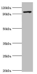 TAF1C Antibody (aa70-320)