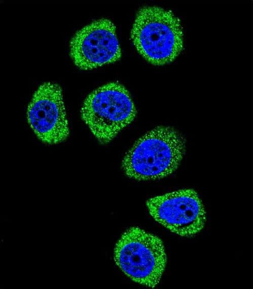 PCDHB3 Antibody (aa12-39)