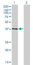 Monoclonal Mouse anti-Human USF1 / USF Antibody (clone 3F6, WB)