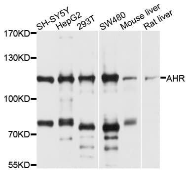 AHR Antibody