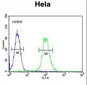 Polyclonal Rabbit anti-Human XRCC6 / Ku70 Antibody (aa228-254, IHC, IF, WB)
