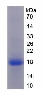 Rhesus monkey TNF Alpha Protein (Recombinant His-T7)