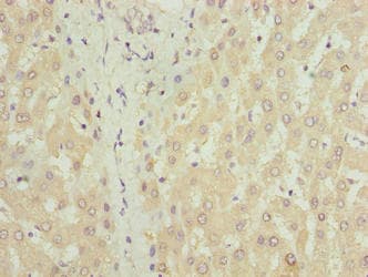 COX17 Antibody