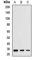 CHCHD3 Antibody