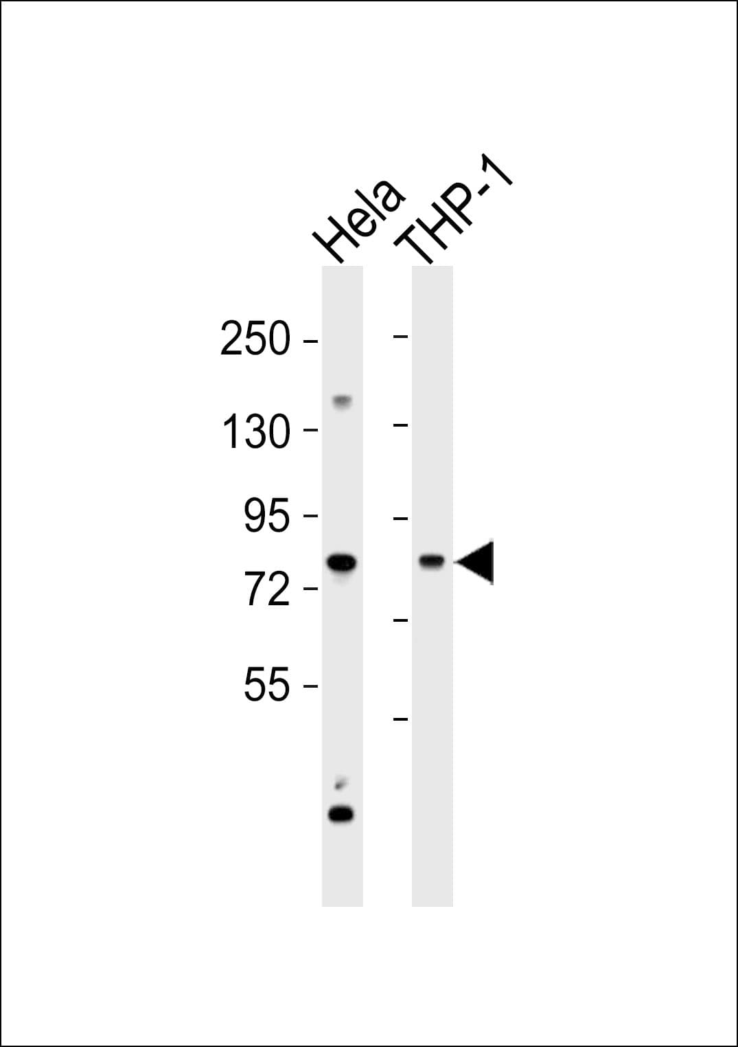 Cytokine IK Antibody