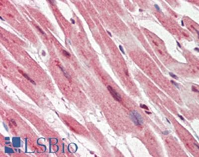 SNTA1 / Syntrophin Alpha 1 Antibody (clone 2.00E+12, Carrier-free)
