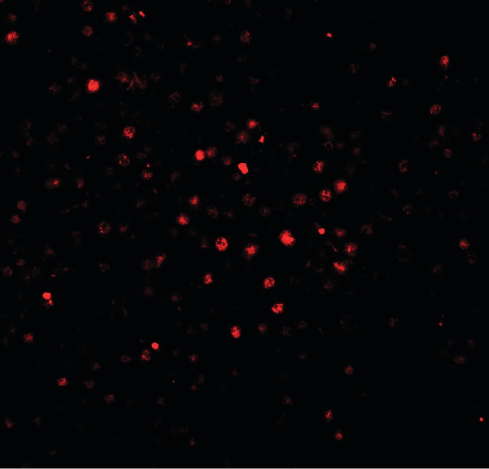 Polyclonal Rabbit anti-Human BATF Antibody (IF, WB)