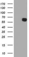 PPAT Antibody (clone OTI1C2)