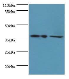 MAP2K6 / MEK6 / MKK6 Antibody (aa1-334)