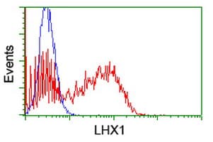 LHX1 Antibody (clone OTI1A5)