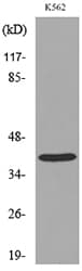 CD84 / SLAMF5 Antibody