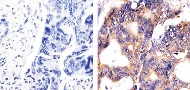 Monoclonal Mouse anti-Human PRMT3 Antibody (aa211-531)