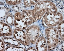 HDAC10 Antibody (clone OTI8G5)