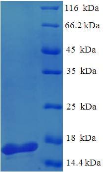Pseudomonas aeruginosa PA-I galactophilic lectin Protein (Recombinant His)
