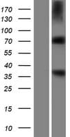 RNPEP Protein (Over-Expression Lysate Myc-DDK (Flag))